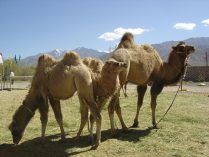 Camel;?>