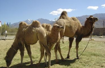Camel