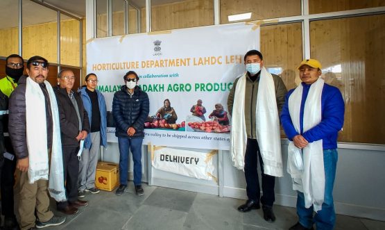 Ladakhi Apple