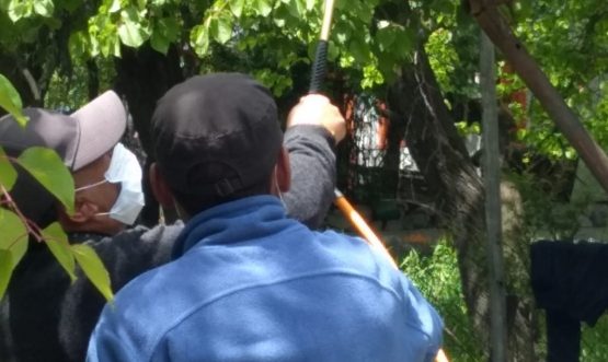Horticulture Department sprays organic pesticide to control spread of yellow tail moth on apricot trees (1)