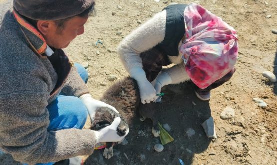 Disease Outbreak Reported in Dogs in Zanskar; Animal Husbandry Department Initiates Preventive Measures.