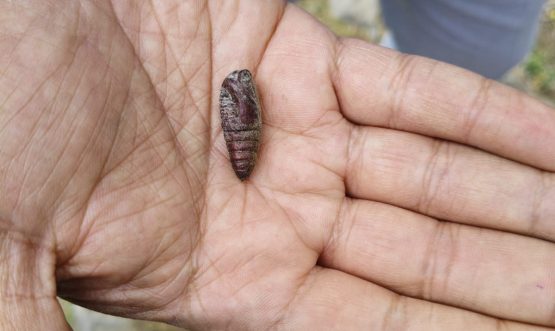 Invasive Buff-Tip Moth Threatens Ladakh’s Fragile Ecosystem, Study Warns.