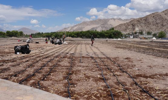 Development of India’s highest commercial Lilium cultivation field begins in Ladakh.