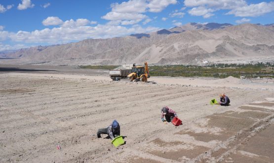 L-G VK Saxena saffron plantation aimed at promoting crop diversification and creating new avenues for enhancing farmers’ incomes.