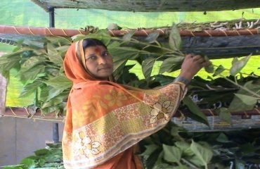 Insect rearing by Fadi method to larvae