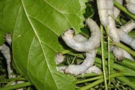 Silkworms eat silkworms