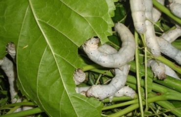 Silkworms eat silkworms