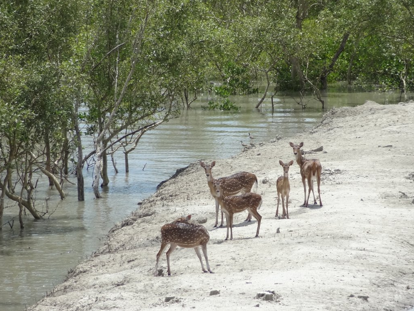 sunderban