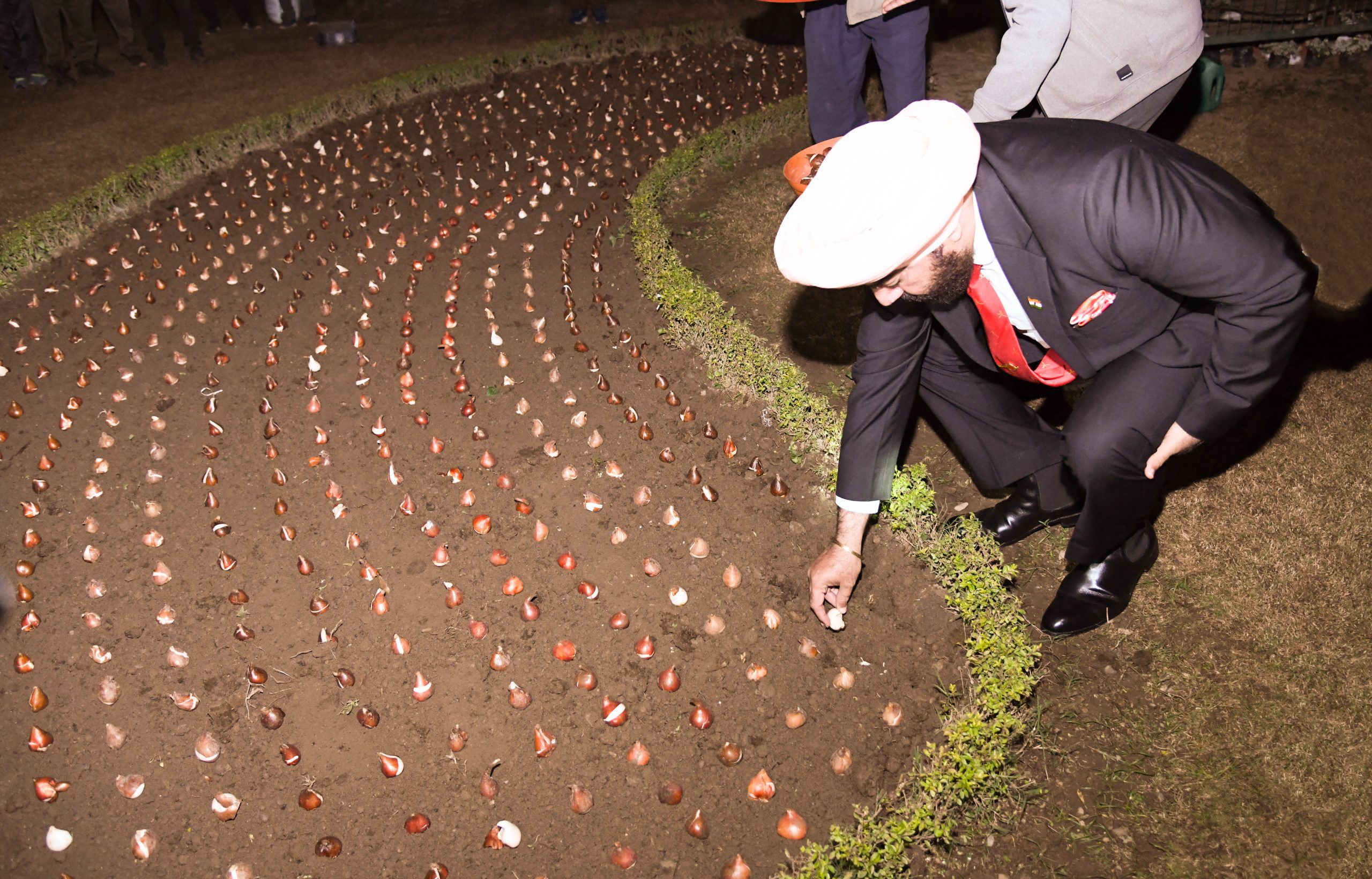 Governor Lt Gen Gurmit Singh (Retd) plants the 400th tulip bulb at Raj Bhawan.
