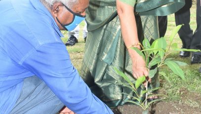 Governor planted the plants of Rudraksh, Neem, Amla, Bael, Ashoka and blackberry on the occasion of Harela festival on Friday.