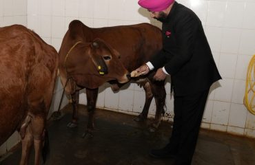 गौ माता को खाना खिलाते हुए राज्यपाल।