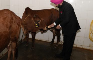 गौ माता को खाना खिलाते हुए राज्यपाल।