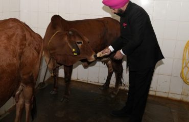 Governor feeding food to mother cow.