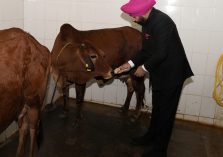 Governor feeding food to mother cow.;?>