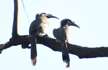 राजभवन परिसर में बर्ड वॉचिंग के दौरान विभिन्न पक्षियां।