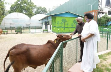 राजलक्ष्मी गौशाला में गौमाता की सेवा करते हुए राज्यपाल साथ में अहिंसा विश्व भारती के संस्थापक एवं जैन मुनि आचार्य लोकेश।