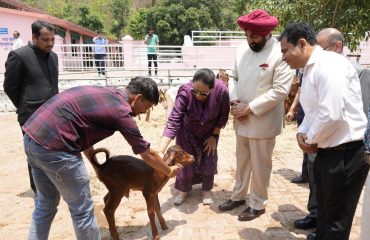 पशु प्रजनन प्रक्षेत्र कालसी का भ्रमण कर जानकारी प्राप्त करते हुए राल्यपाल।