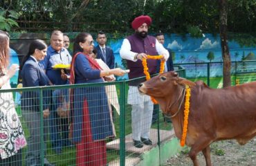 The Governor feeding the cow at the Raj Bhawan's 'Rajalakshmi Gaushala' on the occasion of Govardhan Puja.