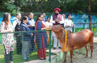 The Governor feeding the cow at the Raj Bhawan's 'Rajalakshmi Gaushala' on the occasion of Govardhan Puja.