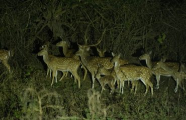 Chital sighting at Rajaji Tiger Reserve.