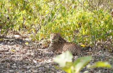 Leopard sighting at Rajaji Tiger Reserve.