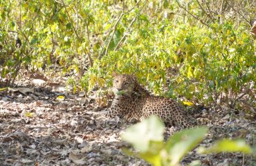 Leopard sighting at Rajaji Tiger Reserve.