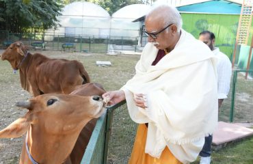 राजभवन स्थित राजलक्ष्मी गौशाला में गौ माता को खाना खिलाते हुए गोवा के राज्यपाल श्री पी. अशोक गजपति राजू।