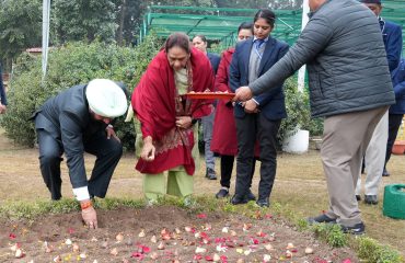 planting tulip bulbs