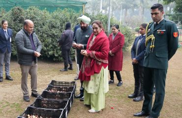 planting tulip bulbs