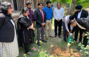 Tree Plantation Drive