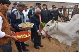 राज्यपाल श्री बंडारू दत्तात्रेय गांव जाटूसाना में महासंक्रान्ति के पर्व पर शिव मोहन गौशाला में गाय को गुड़ खिलाते हुए