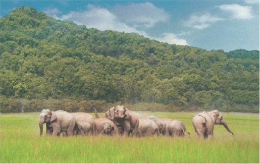 Parade of Elephants at Corbett National Park Ramnagar