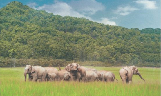 Parade of Elephants at Corbett National Park Ramnagar