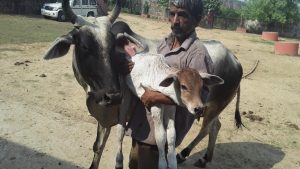 haryana cow