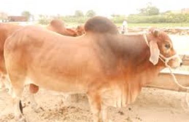 Sahiwal bull
