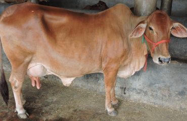 Sahiwal cow 1