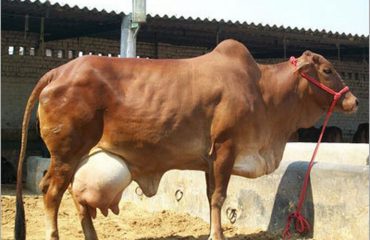 Sahiwal cow.