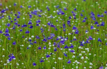 Kaas Plateau