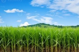 UTTARAKHAND COOPERATIVE SUGAR FACTORIES FEDERATION LIMITED