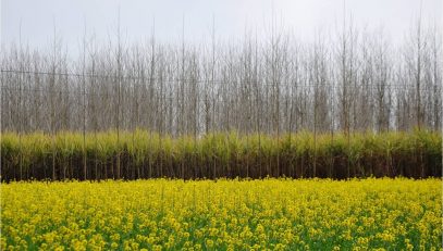 Poplar with Sugarcane