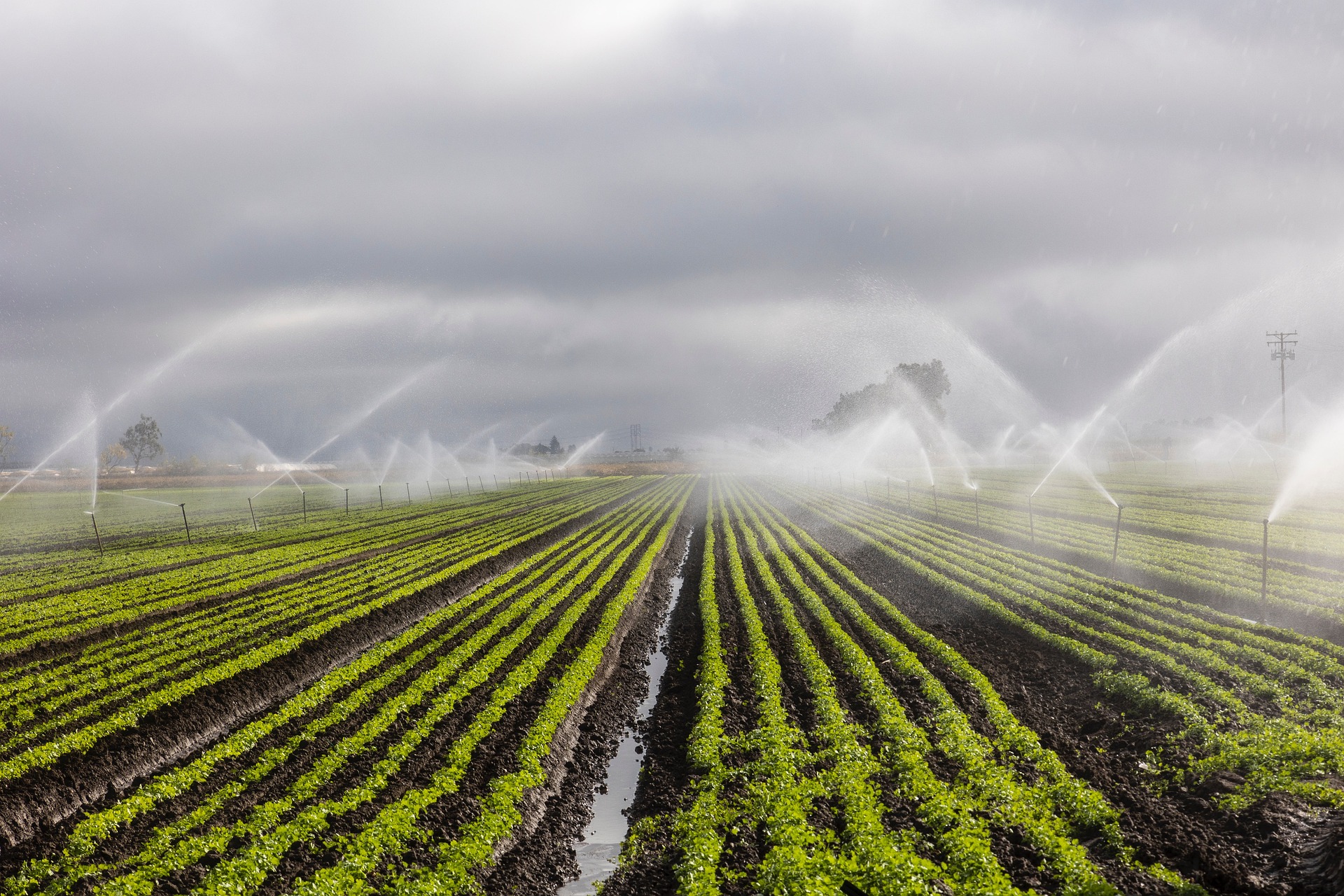 The Micro Irrigation Fund