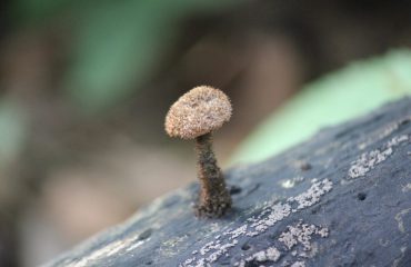 6. MASHROOM SPECIES 1