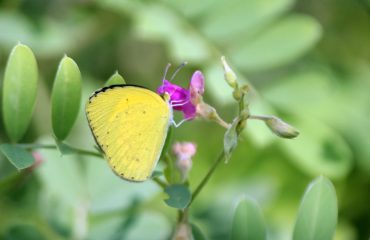 8. BUTTERFLY SP.