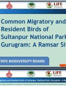 common migratory