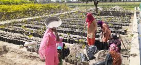 Raising Nursery (convergence with Forest Deptt.) under MGNREGS in District Panipat