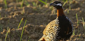 francolin