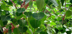 peepal tree