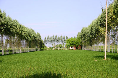 agroforestry