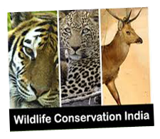 wildlife conservation