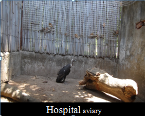 Vulture Hospital aviaries